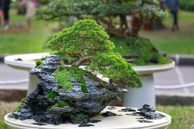 Bonzai-Tree.jpg