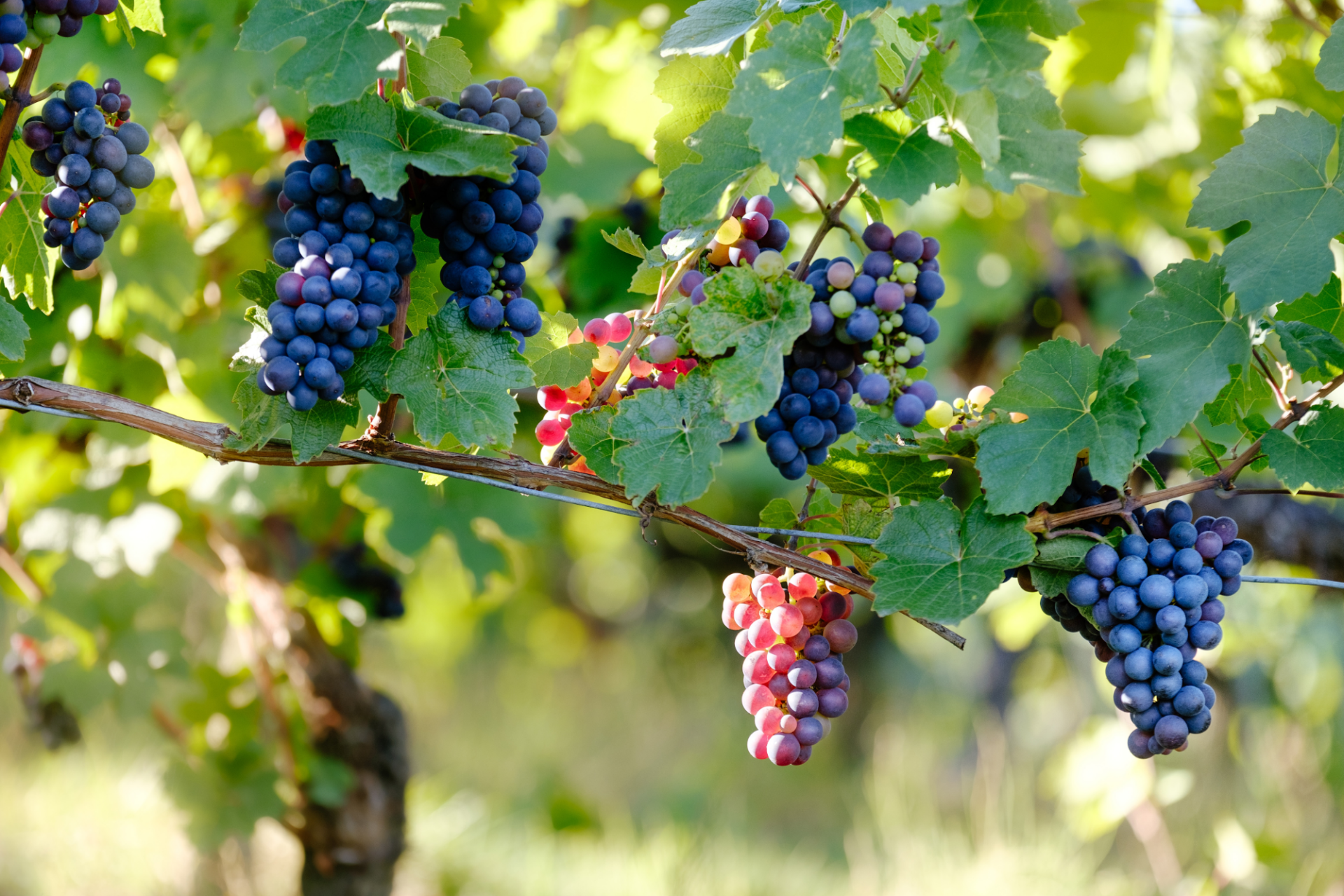 Grapes.png